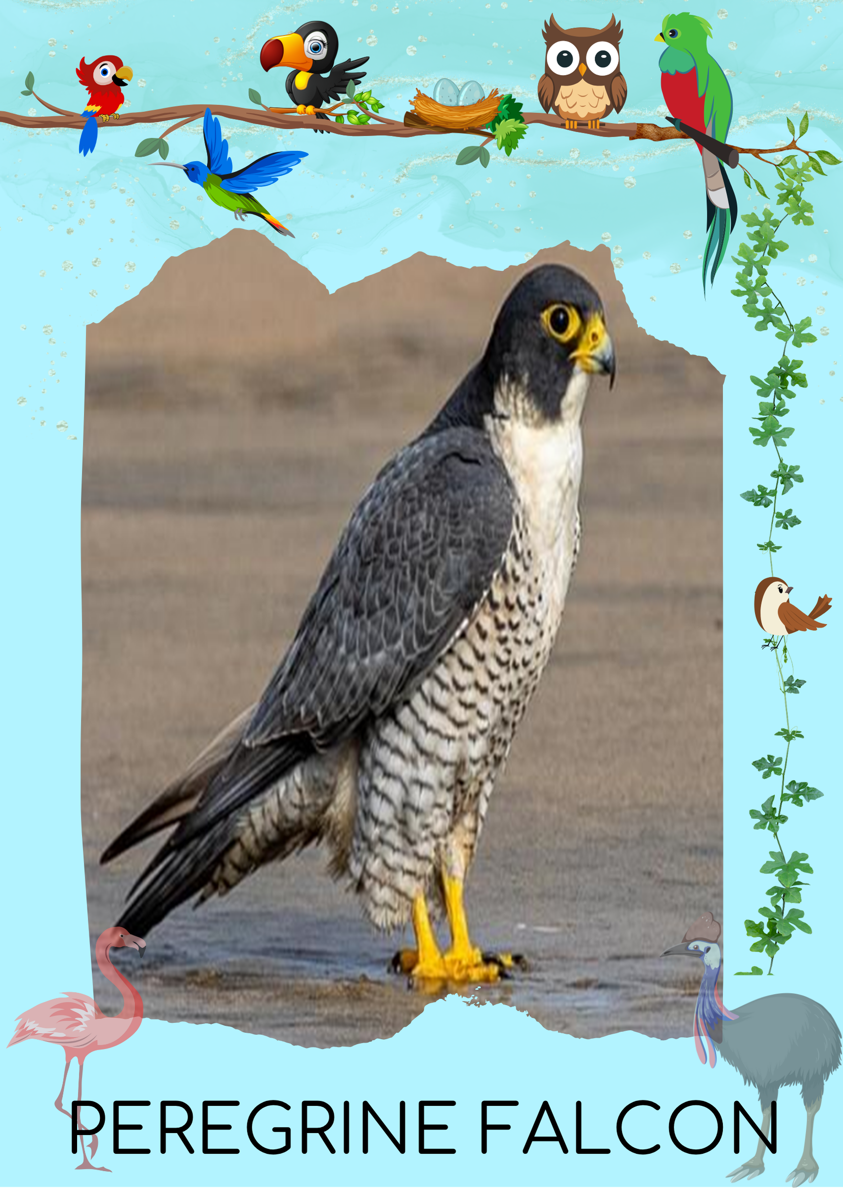 Bird 5 Front